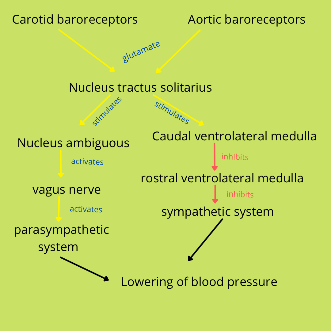 Short-term regulation of blood pressure – Physiology Notes